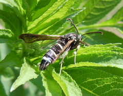 Paranthrene tabaniformis