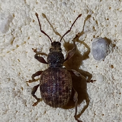 Otiorhynchus crataegi