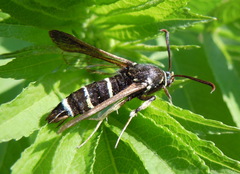 Paranthrene tabaniformis