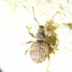 Otiorhynchus crataegi
