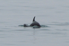 Tursiops truncatus ponticus