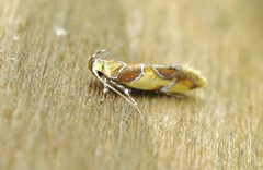 Epicallima argenticinctella