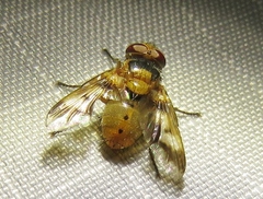 Oestrophasia calva