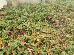 Diplocarpon fragariae