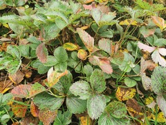 Diplocarpon fragariae