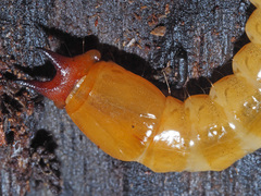 Pyrochroa coccinea