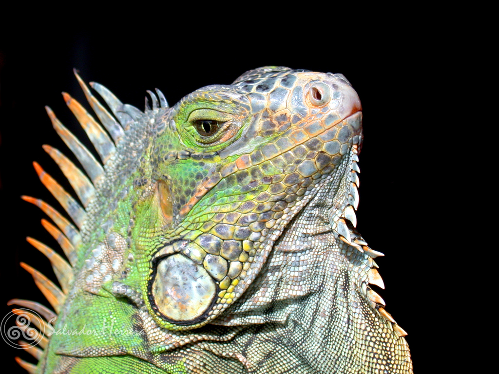 Typical Iguanas