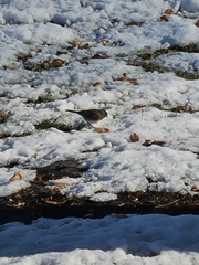 Junco hyemalis image