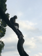 Trachypithecus selangorensis