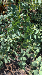Baptisia sphaerocarpa