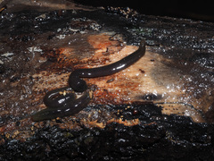 Erpobdellidae