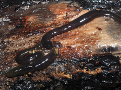 Erpobdellidae