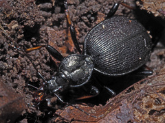 Cychrus attenuatus