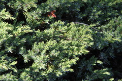 Juniperus communis hemisphaerica