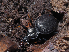 Cychrus attenuatus