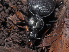 Cychrus attenuatus