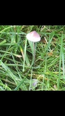 Mycena vitilis