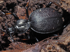 Cychrus attenuatus