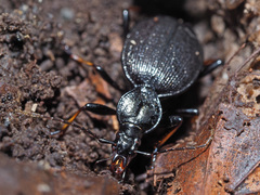 Cychrus attenuatus