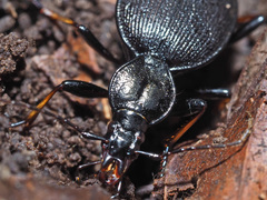 Cychrus attenuatus