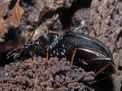 Cychrus attenuatus