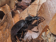 Cychrus attenuatus