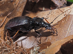Cychrus attenuatus