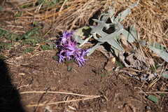 Centaurea fuscomarginata