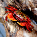 Racer Mangrove Crab - Photo (c) Salvador Herrera, some rights reserved (CC BY-NC), uploaded by Salvador Herrera