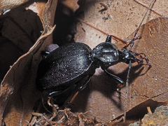 Cychrus attenuatus