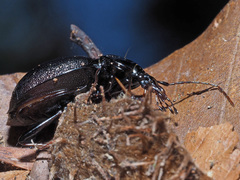 Cychrus attenuatus