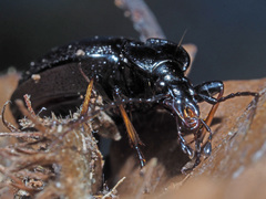 Cychrus attenuatus