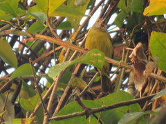 Loriotus luctuosus