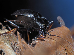 Cychrus attenuatus