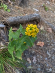 Solidago virgaurea taurica