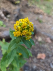 Solidago virgaurea taurica