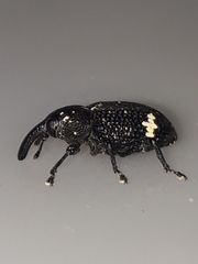 Heilus tuberculosus