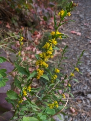 Solidago virgaurea taurica