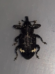 Heilus tuberculosus