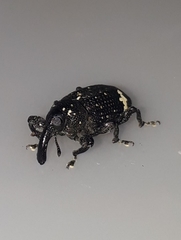 Heilus tuberculosus