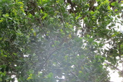 Orthogonys chloricterus