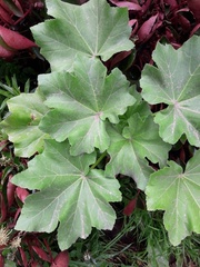 Sphaeralcea bonariensis