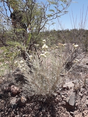 Senecio leucostachys