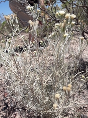 Senecio leucostachys