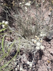 Senecio leucostachys