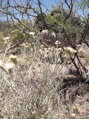 Senecio leucostachys