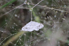 Digrammia ocellinata