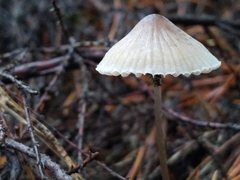 Mycena metata