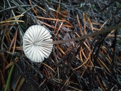 Mycena metata