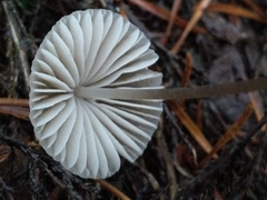 Mycena metata